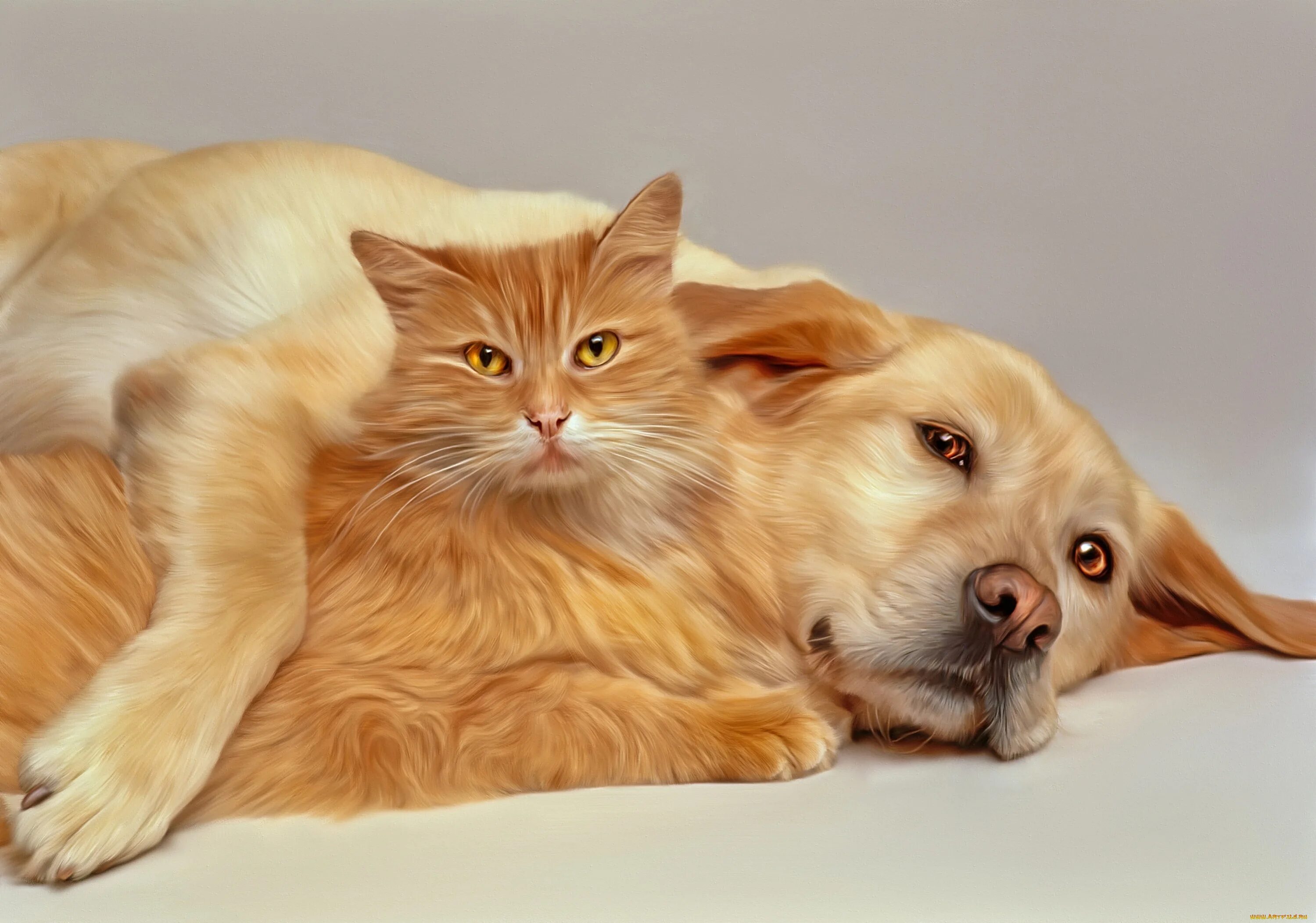 Кошки и собаки. Кот. Собака с кошкой дружат. Забавные домашние животные.