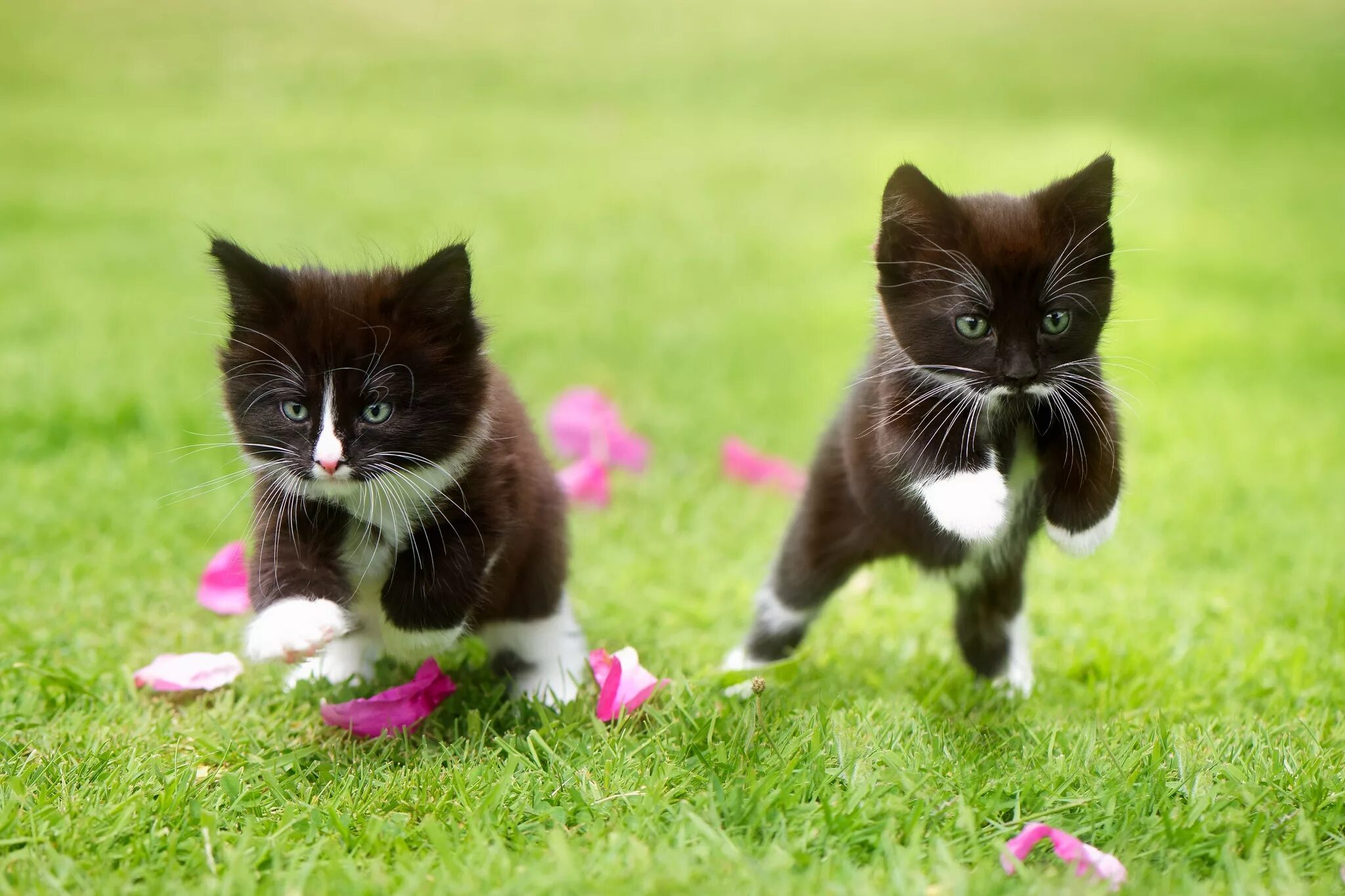 Kitten latenight