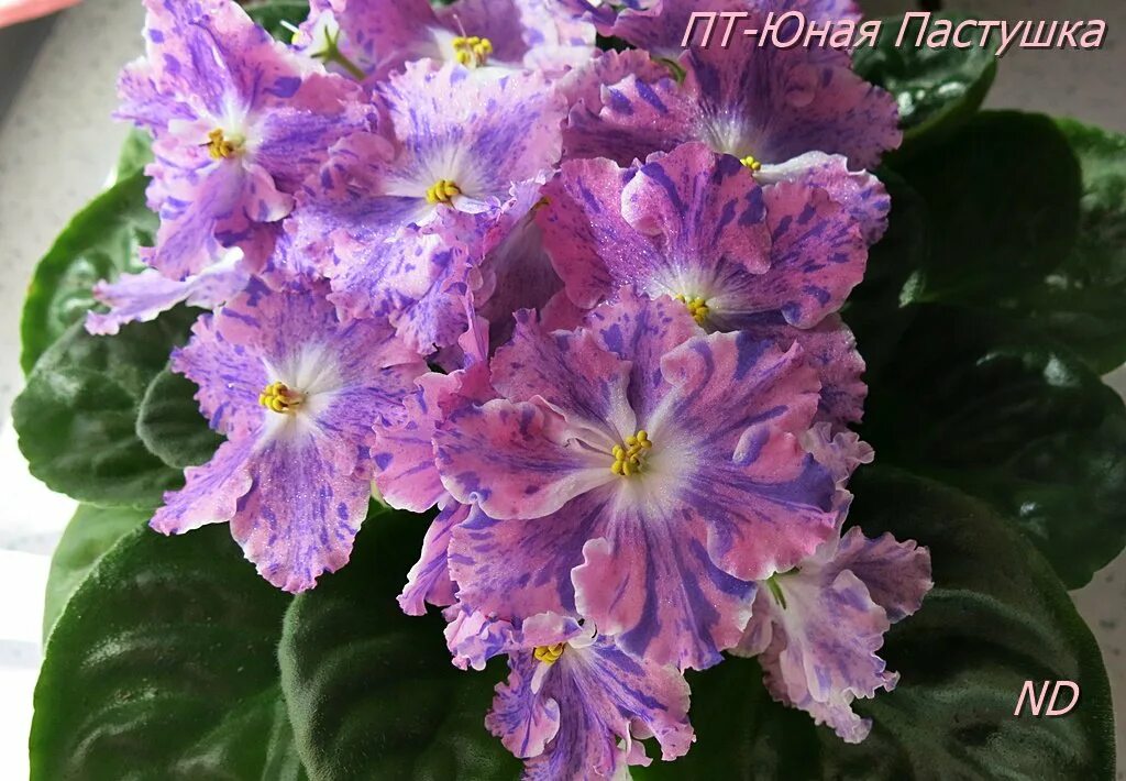 Леонардо пехорка молодежная. Молодые п т молодые п т. Пт юная пастушка фиалка. Пт юная пастушка фиалка. Молодые п т молодые п т.