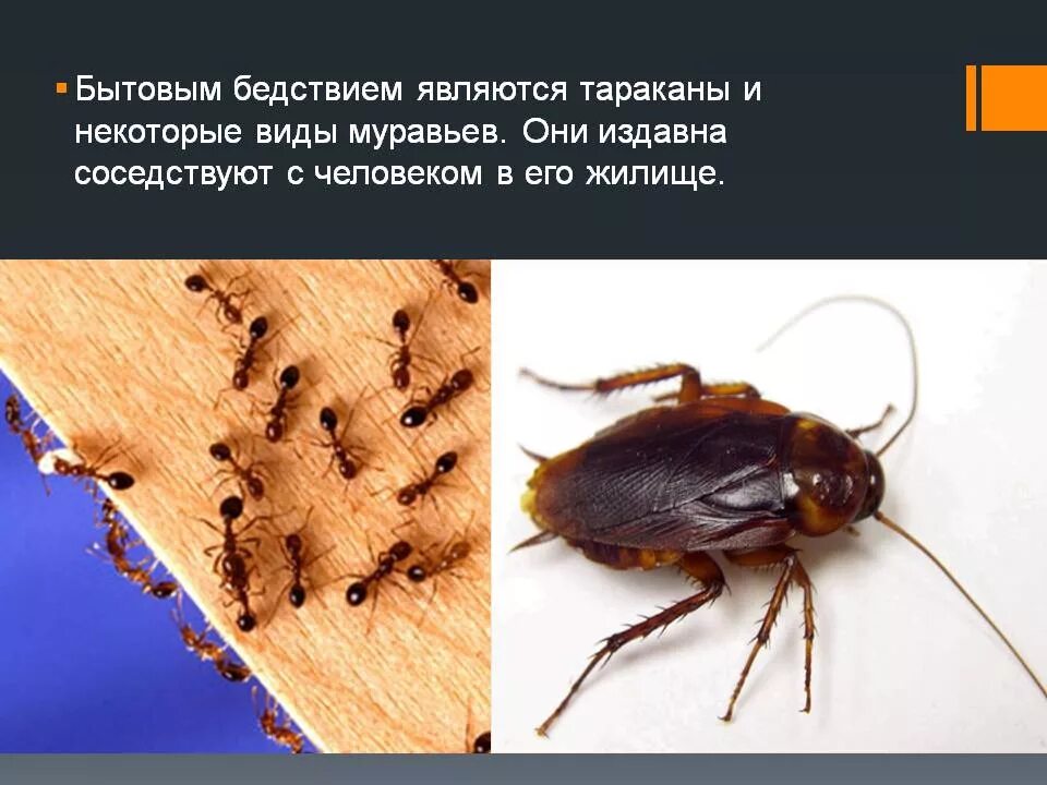 Значение в природе таракановых