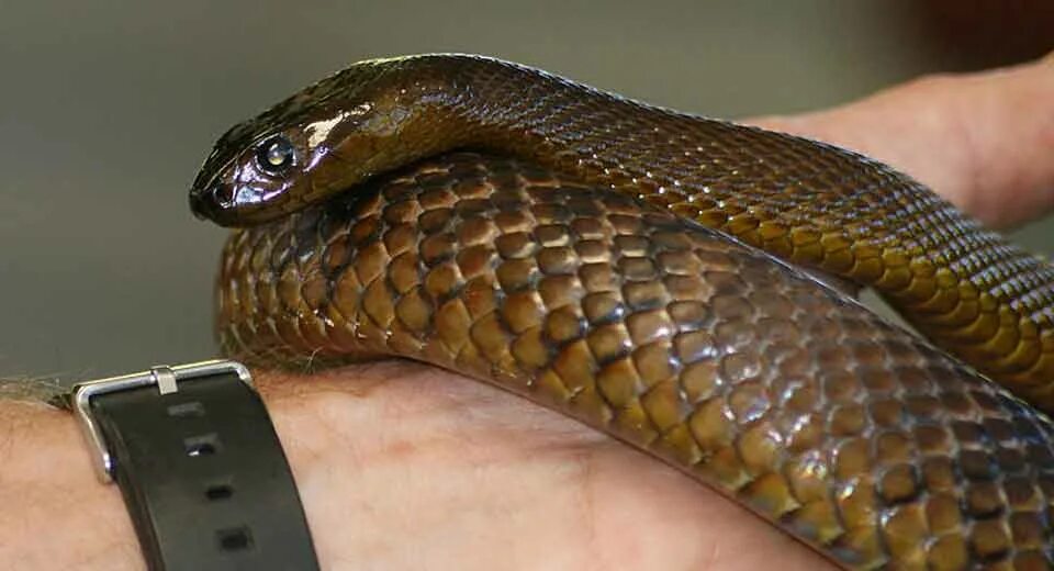 тайпан маккоя змея. внутриматериковый тайпан. тайпан грек деревенская душа. тайпан желтый. тайпан маккоя.