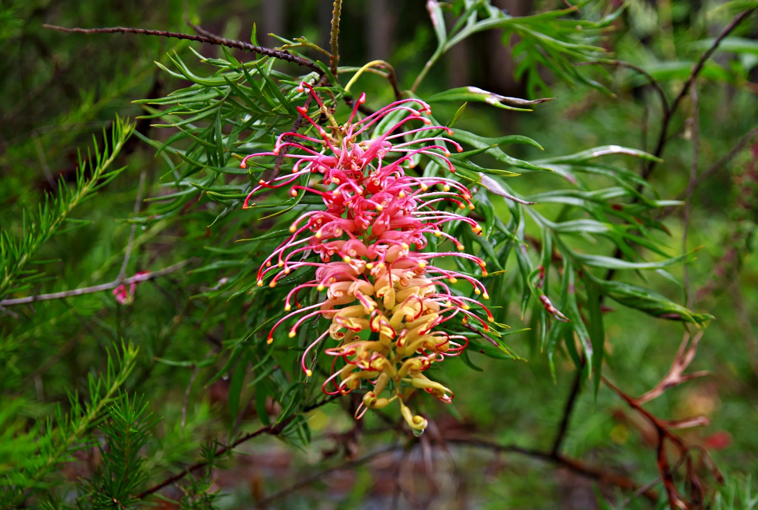 Гревиллея. Grevillea juniperina. Grevillea Гревиллея. Гревиллея в Австралии.