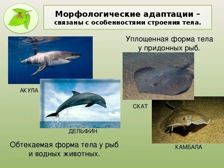 Адаптация 11 класс. Морфологические адаптации. Морфологическая адаптация форма тела. Морфологические адаптации примеры. Виды морфологических адаптаций.