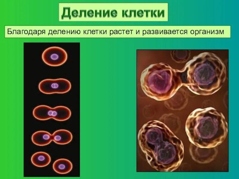 Деление клетки. Процесс роста клетки. Деление клетки биология. Деление клеточных организмов. Деление клеток обеспечивает организму