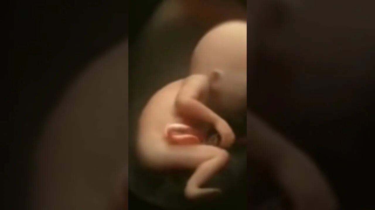 Зарождение ребенка видео. Леннарт нильсон снимки в утробе. Зарождение ребенка видео. 7 недель беременности фото плода. Леннарт нильсон зарождение.