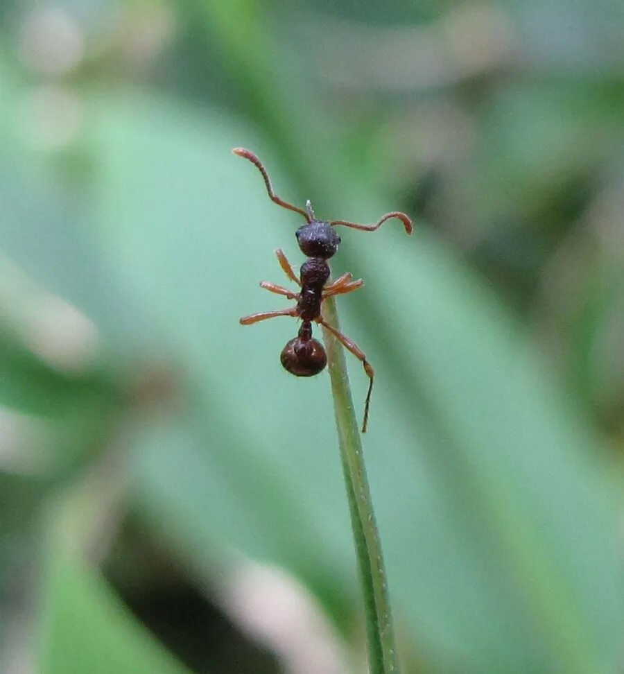 Муравей фото. Ланцетовидная двуустка муравей. Муравей обыкновенный. Муравьи сакасайя. Маленькие муравьи.