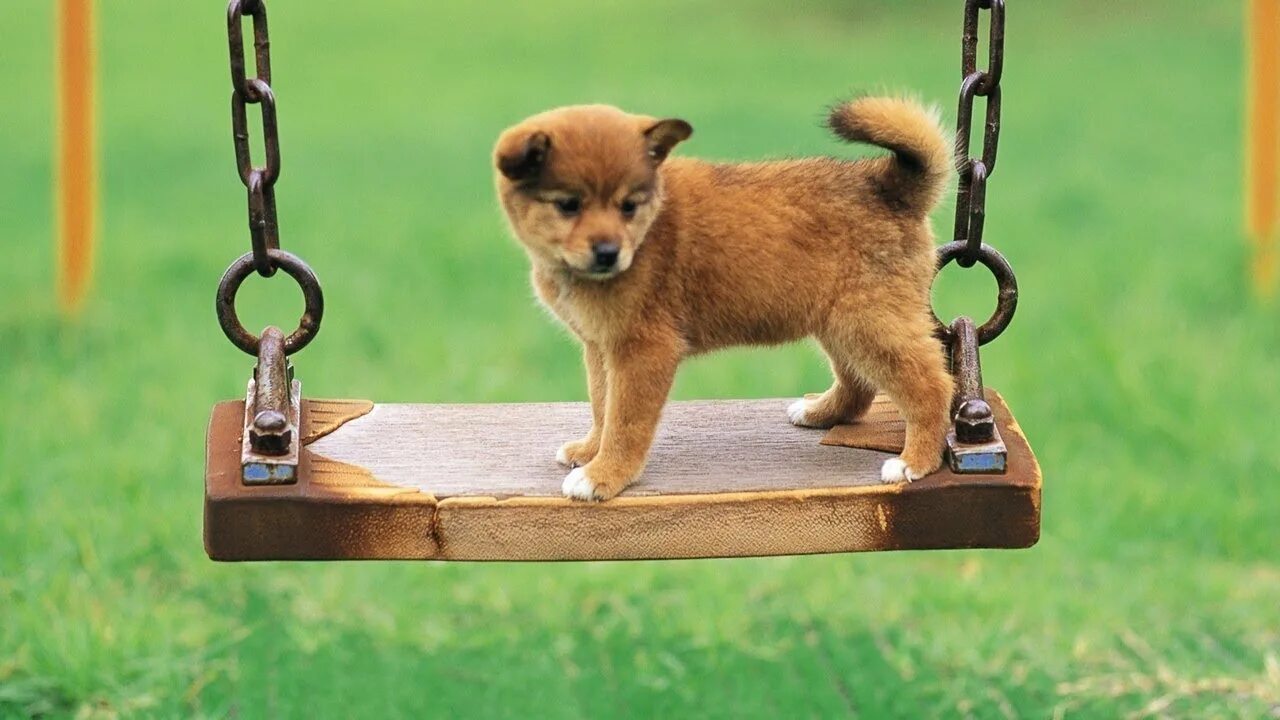 Собака качается на качелях мем dog on a swing GIF on Imgur