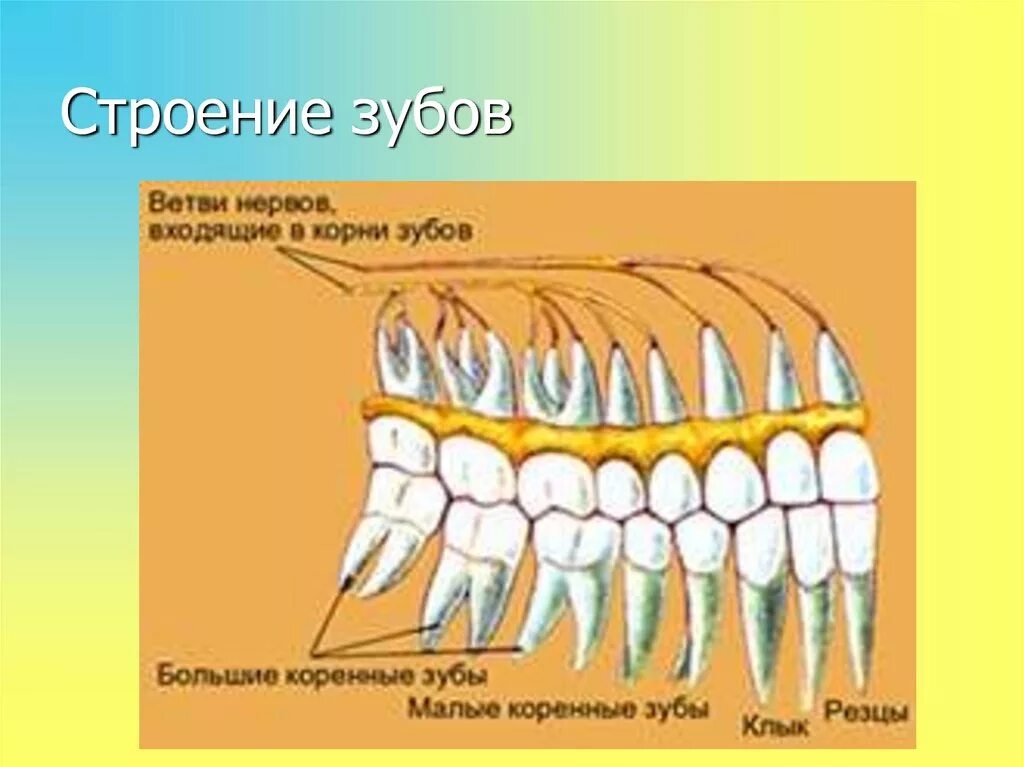 Строение зубов. Строение зубов человека. Строение зуба человека. Строение коренного зуба.