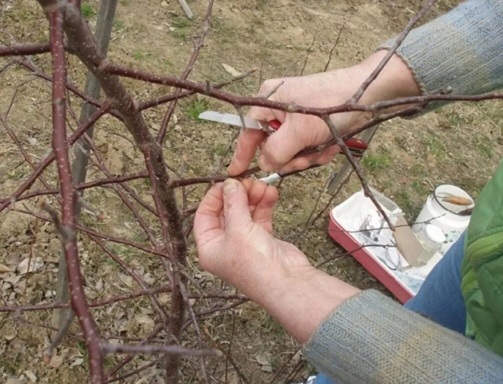 На какие деревья делают прививки. Весенняя окулировка черешни. Весенняя окулировка абрикоса. Окулировка яблони осенью. Прививка яблони.