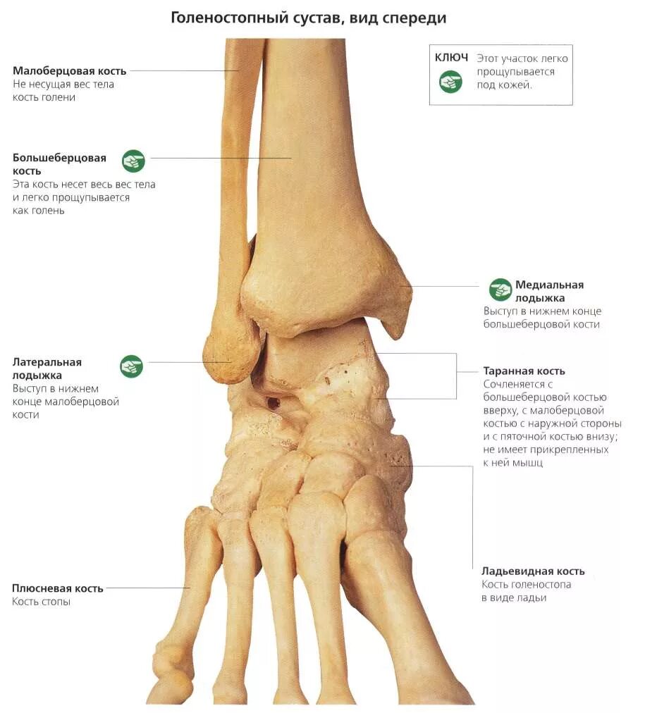 Нога человека щиколотка. Голеностопный сустав анатомия образован. Строение голеностопа кости. Строение голеностопного сустава кости. Анатомия костей голеностопного сустава.