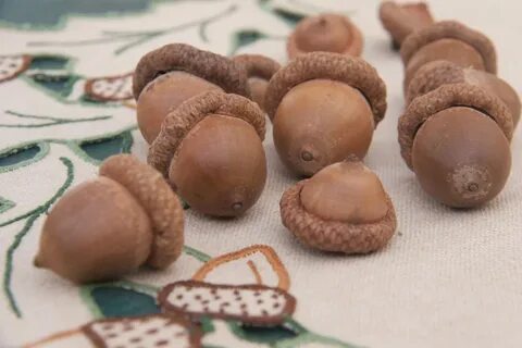 Печенька с желудями