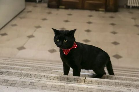 Известные черные коты