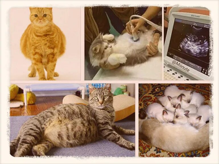 Со скольки кошкам можно рожать. Со скольки кошкам можно рожать