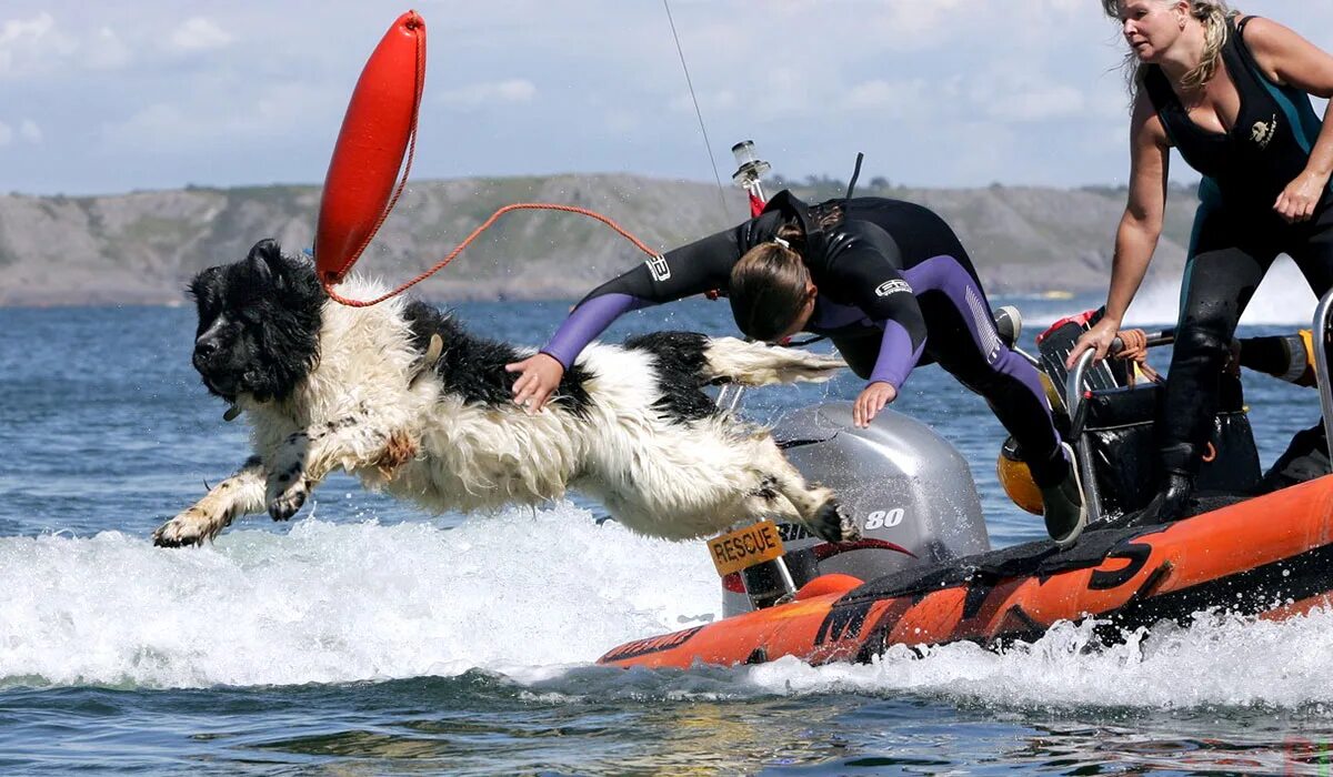 Спасутся люди видео. Ньюфаундленд спасатель. Ньюфаундленд водолаз. Собака ньюфаундленд собака спасатель. Собака водолаз спасатель.