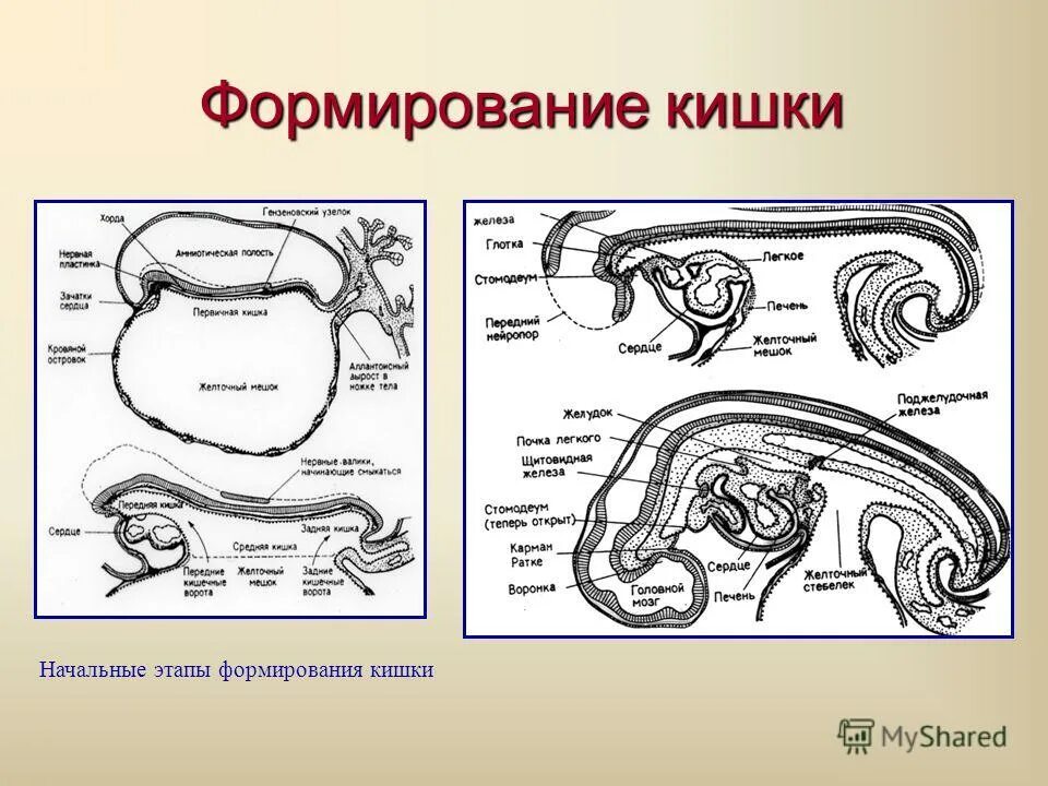 формирование первичных органов