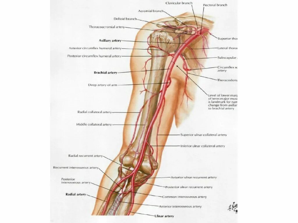 Плечевая артерия топографическая анатомия. Вены локтевого сустава анатомия. Коллатеральное кровоснабжение верхней конечности. Локтевая артерия анатомия. Кровообращение верхней конечности