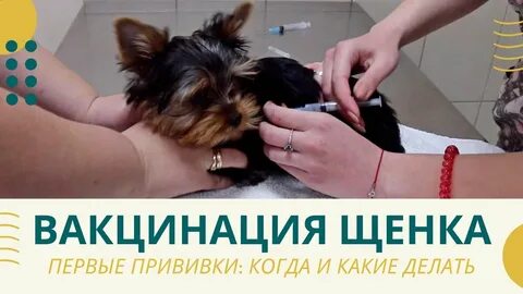 Щенки йорки прививки