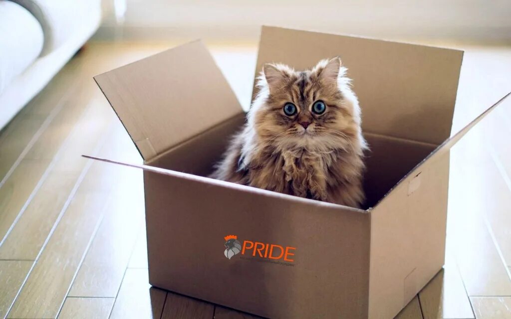 Переезд котенка в новый дом