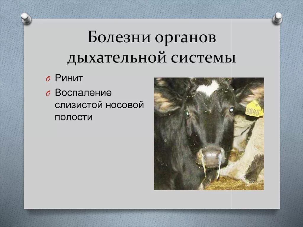 История болезни крс. Не щаразные болезни животных. Болезни органов дыхания у животных. Заболевания КРС внутренние незаразные.