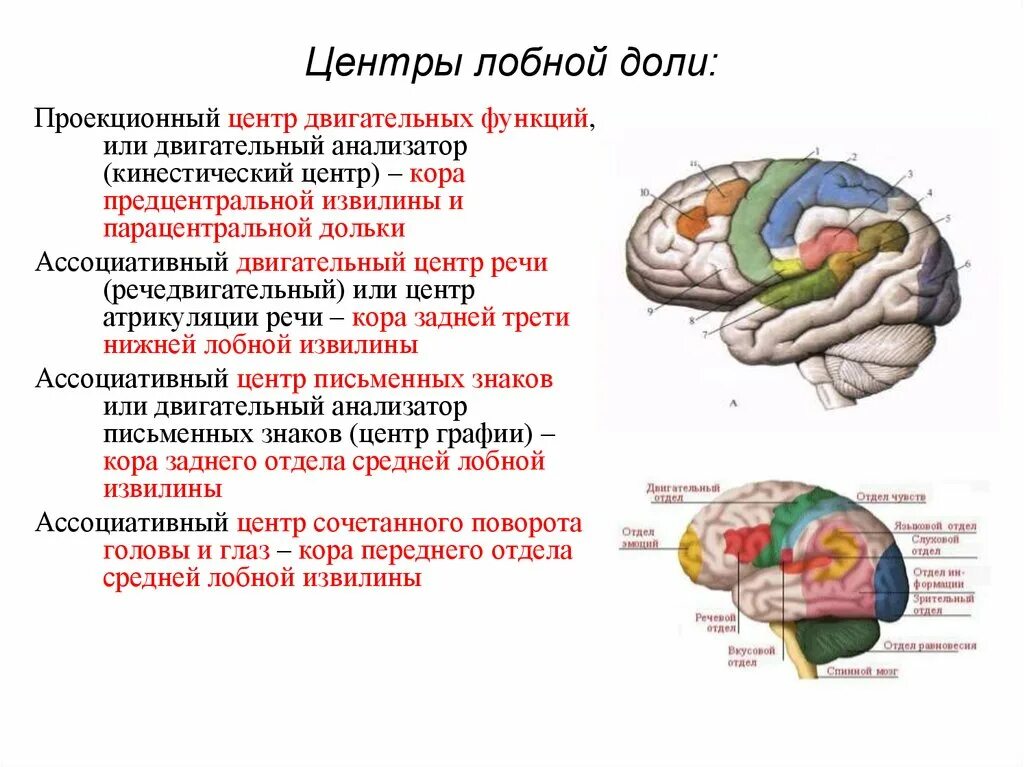 Центры лобной доли. Функции лобной доли головного мозга.