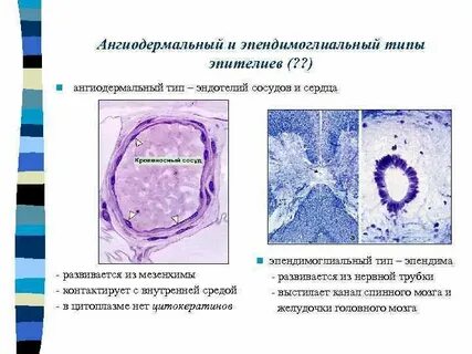 Источники развития эпителия