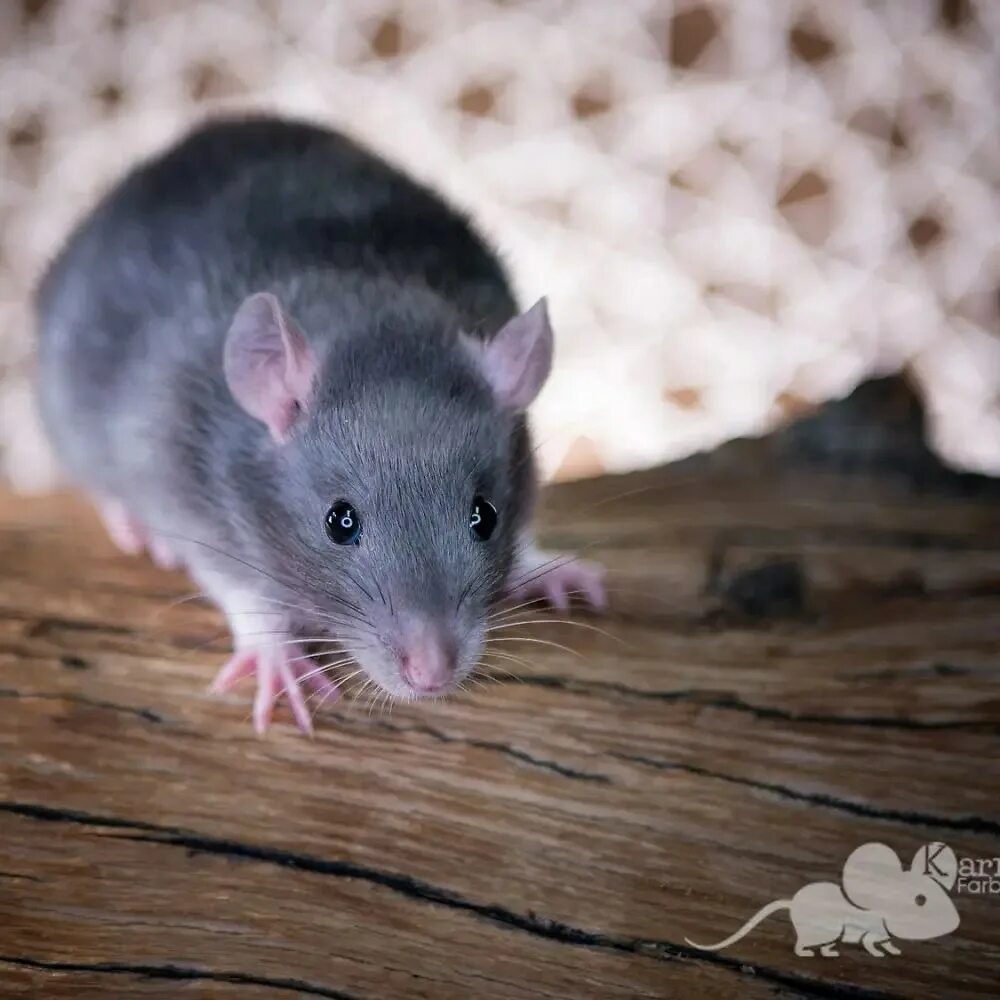 Blue rat. Крыса голубой агути. голубой агути окрас. крыса russian blue aguti. крыса голубой агути фото.