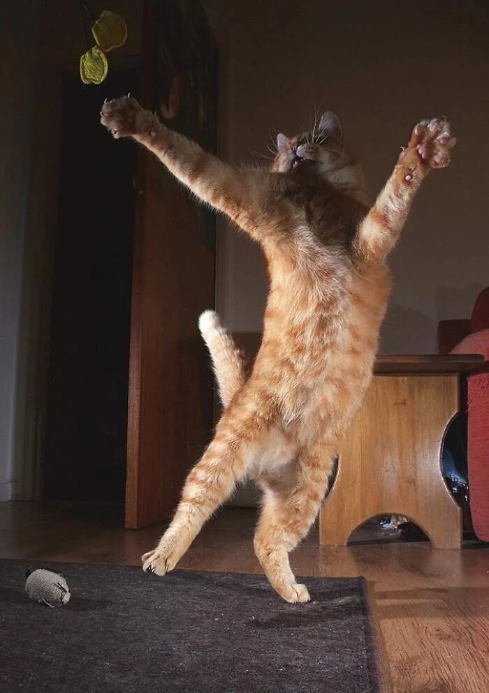 Где котики танцуют. Танцующий кот. Смешной кот. Кот танцует. Танцующая кошка.