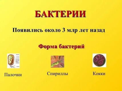 Бактерии наши друзья и враги