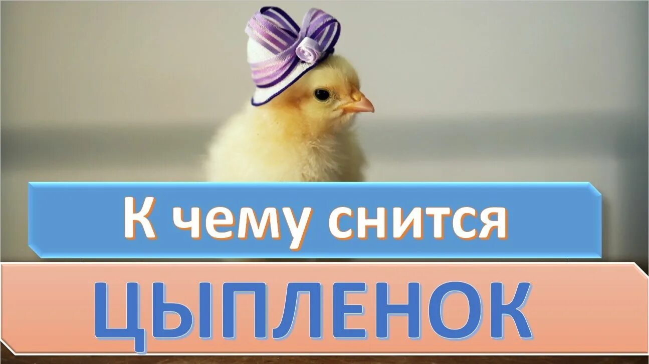 Снятся цыплята во сне к чему женщине. К чему снятся цыплята. цыплята во сне для женщины. к чему снятся цыплята маленькие. сонник цыплята к чему снятся цыплята во сне.