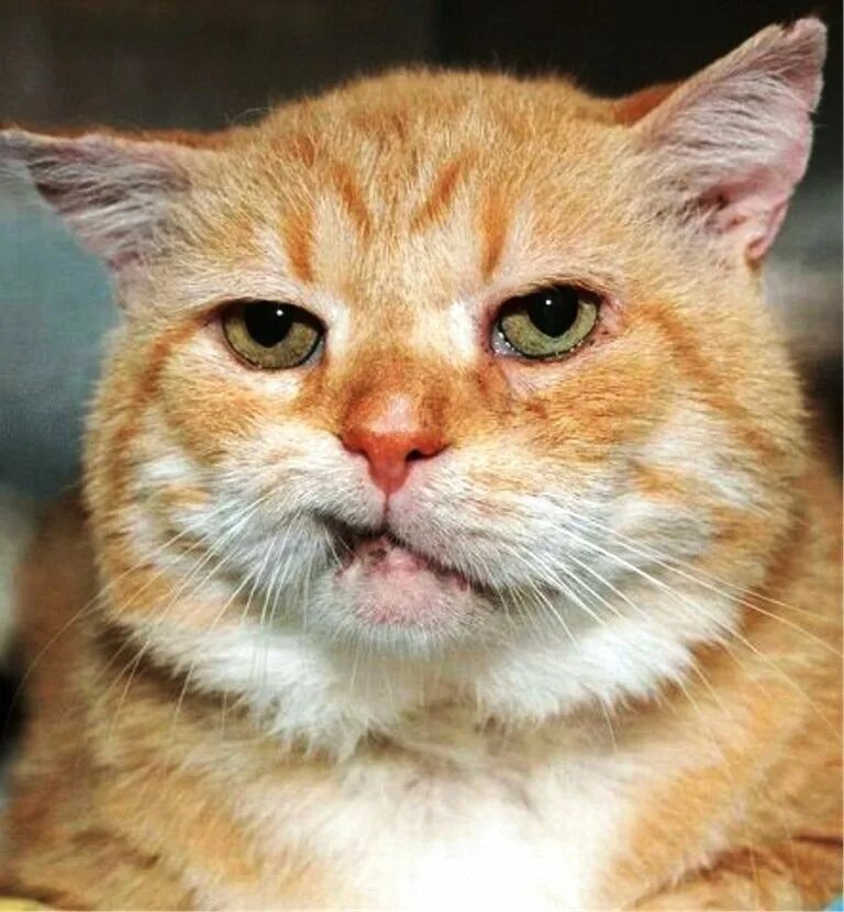 Рыжий котик мем. Наглая рыжая морда. рыжий кот юмор. наглая рожа кота. наглый кот.