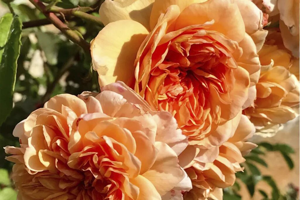 Белый ароматный шраб. Розы 2024 питомник. Розы 2024 питомник. Розы 2024 питомник. Розы шрабы эмильен гийо.