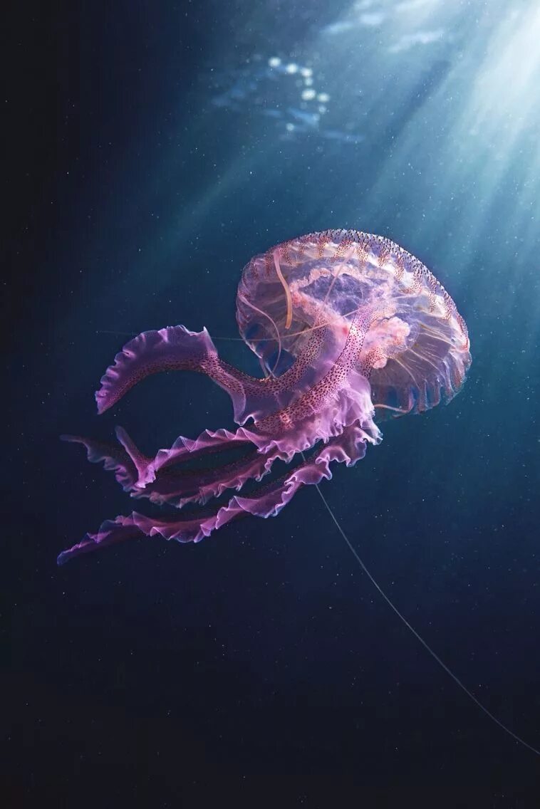 Медуза пелагия ночесветка. Пелагия ночесветка (Pelagia Noctiluca). Сцифоидная медуза пелагия ночесветка. Медуза Джеллифиш. Море живое существо