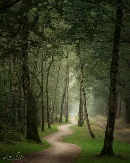 Forest фото