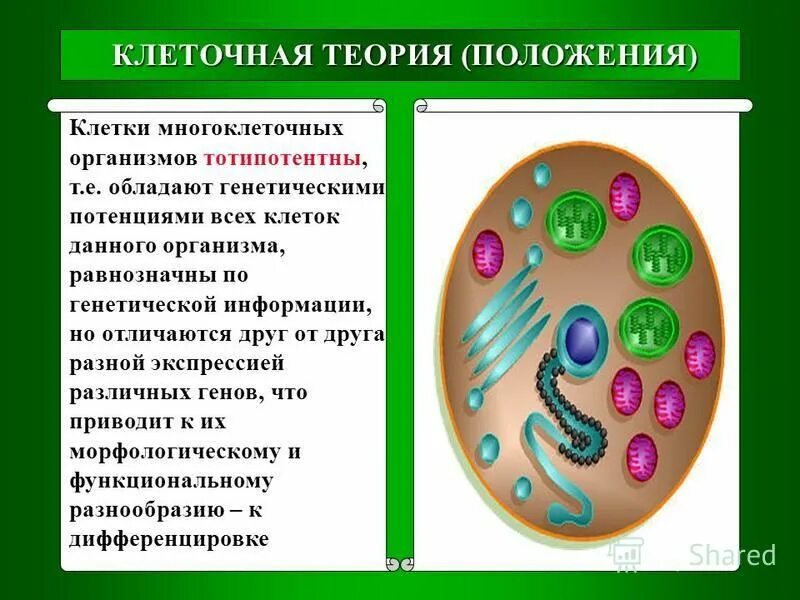 многообразие. особенности клеток многоклеточных организмов. жизнедеятельность клетки 5 класс биология. одноклеточные и многоклеточные организмы. принципы клеточной теории.