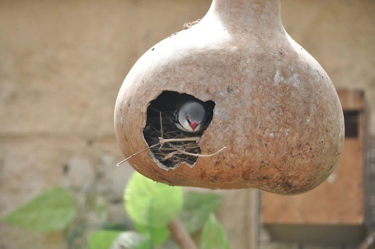 Необычное гнездо. Интересные гнезда. Необычные гнезда птиц. Самые удивительные гнезда.