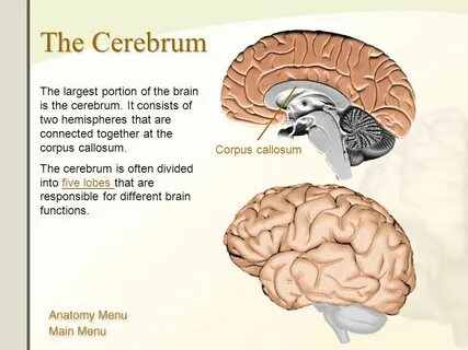 Cerebrum