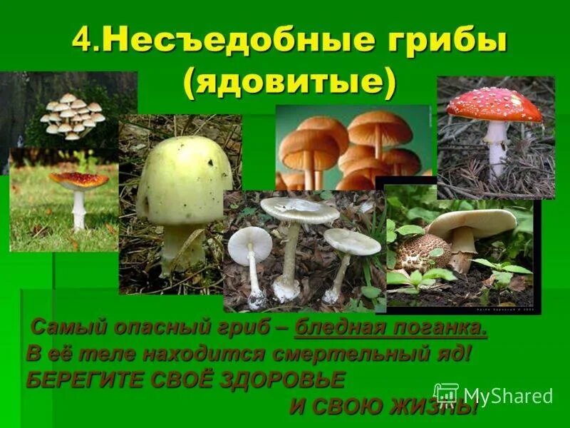 Два ядовитых гриба. Несъедобные грибы. Съедобные и ядовитые грибы презентация. Проект про ядовитых грибов. Полезные и ядовитые грибы.