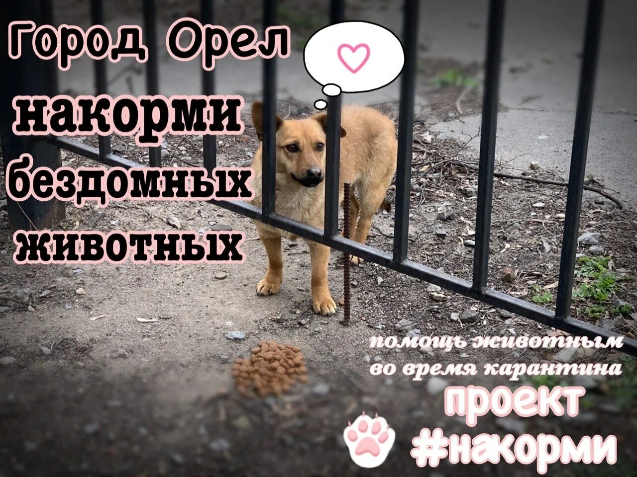 Накормить бездомных животных. Покормить бездомных животных. накормите бездомных животных. покорми бездомные животные. покормите бездомных жи,во.