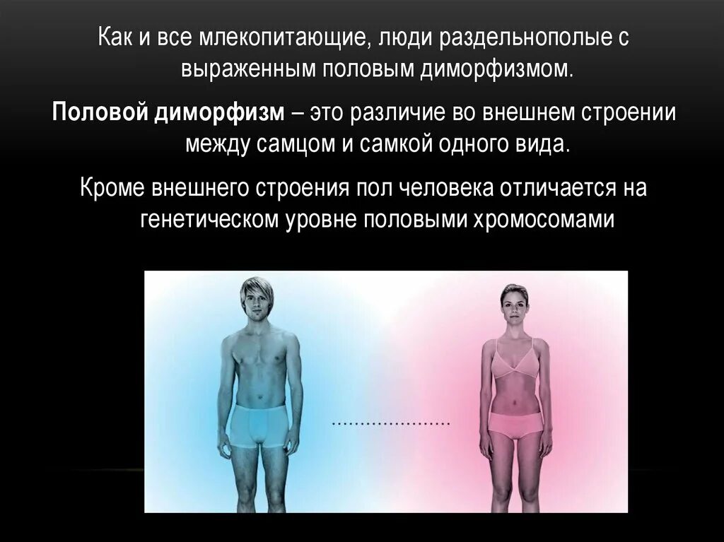 Почему человек млекопитающее. Половой диморфизм человека. половой диморфизм у млекопитающих и человека. диморфизм у людей. половой диморфизм у человека проявления.