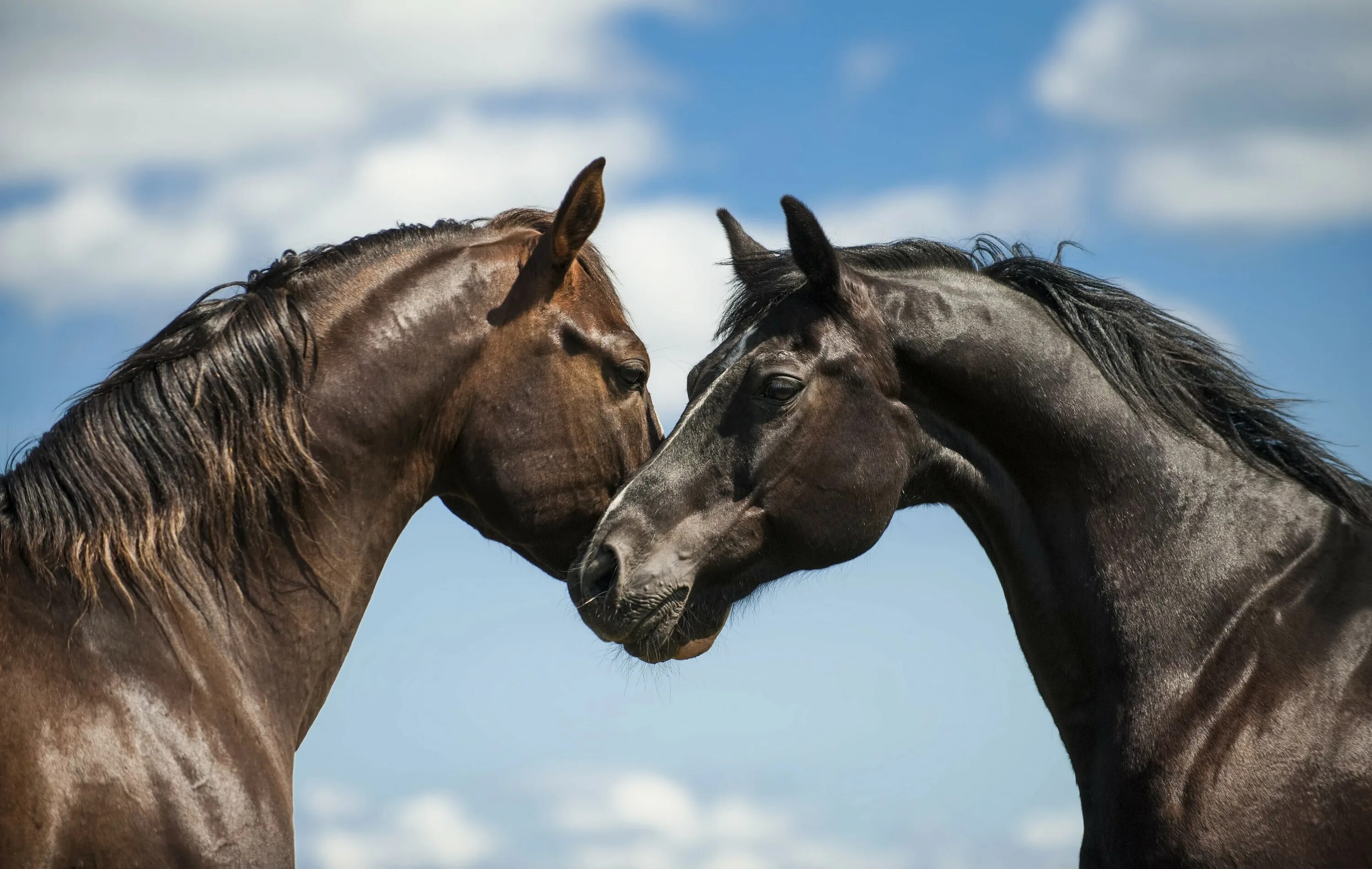 Пара лошадей. Две лошади. Лошади любовь. Лошадь фото. Two horse