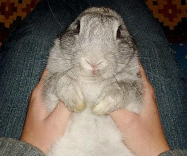 У кролика вздулся живот. У кролика вздулся живот. Лекарство кроликам вздутия. Лекарство кроликам вздутия. У кролика вздулся живот.