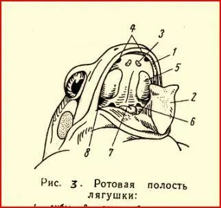 Виды ротовых полостей