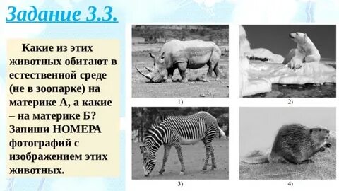 На каких материках какие животные