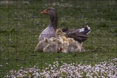 Синий гусь