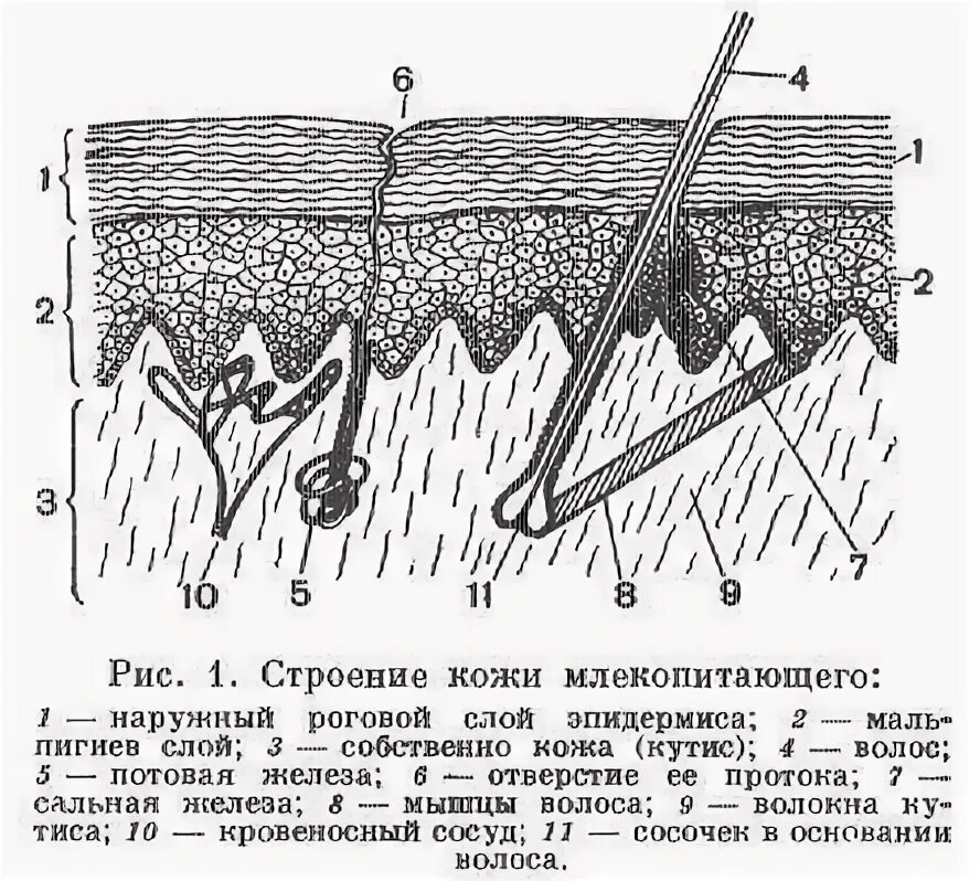 Каково строение кожи млекопитающих. Слои кожи млекопитающих. Строение кожи пресмыкающихся. Эпидермис кожи млекопитающих. Схема строения кожи.