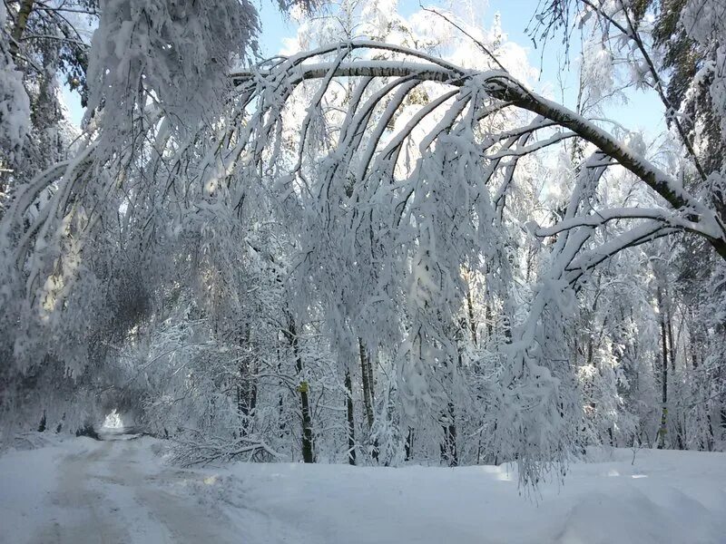 упавшая сосна зима. под тяжестью снега. снеголом хвойх. деревья согнулись под тяжестью снега. под тяжестью снега.