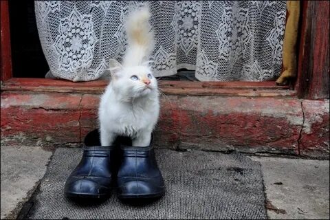 Кот без сапог