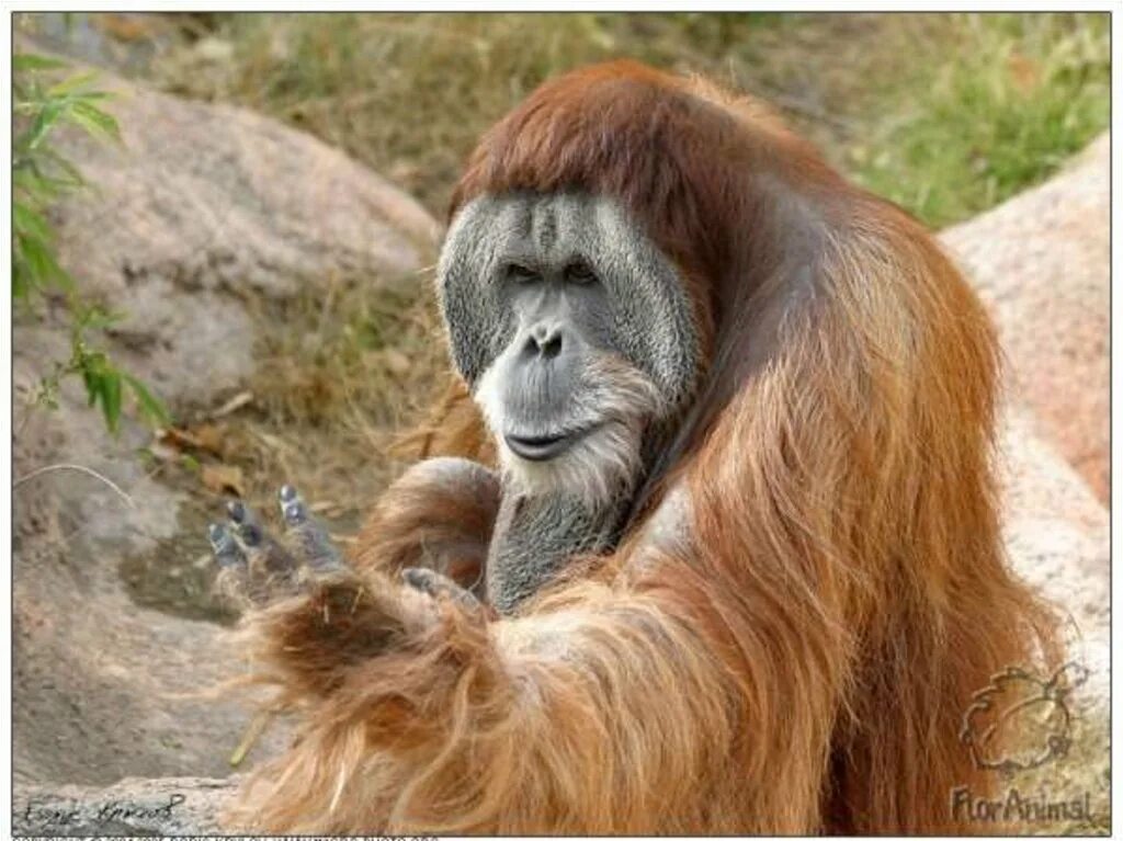 Приматом 9. Стадо обезьян. Приматом 9. Горилла в профиль. Отряд приматы.