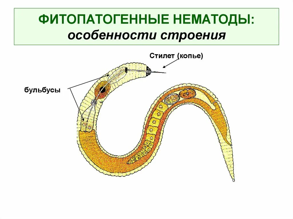 Круглый червь 8. Земляничная нематода строение. Строение нематоды круглых червей. Растительноядные круглые черви. Луковая нематода строение.