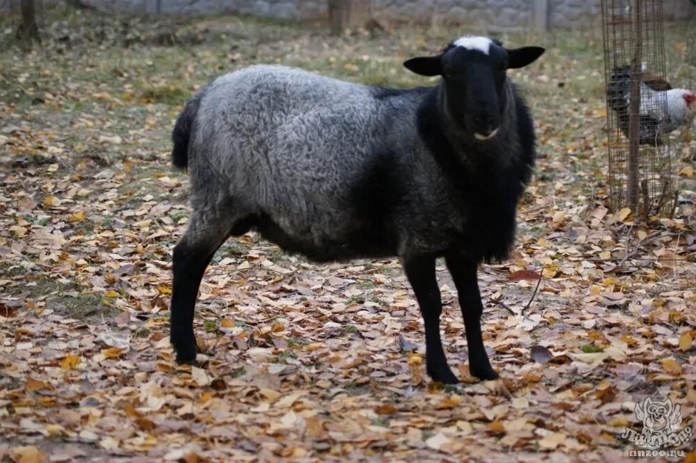 Романовская порода овец. Романовская порода баран. Порода Баранов Романовской. Баран Романовской породы стриженый. Купить овец омск